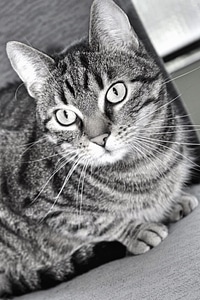 Cat domestic cat eyes photo