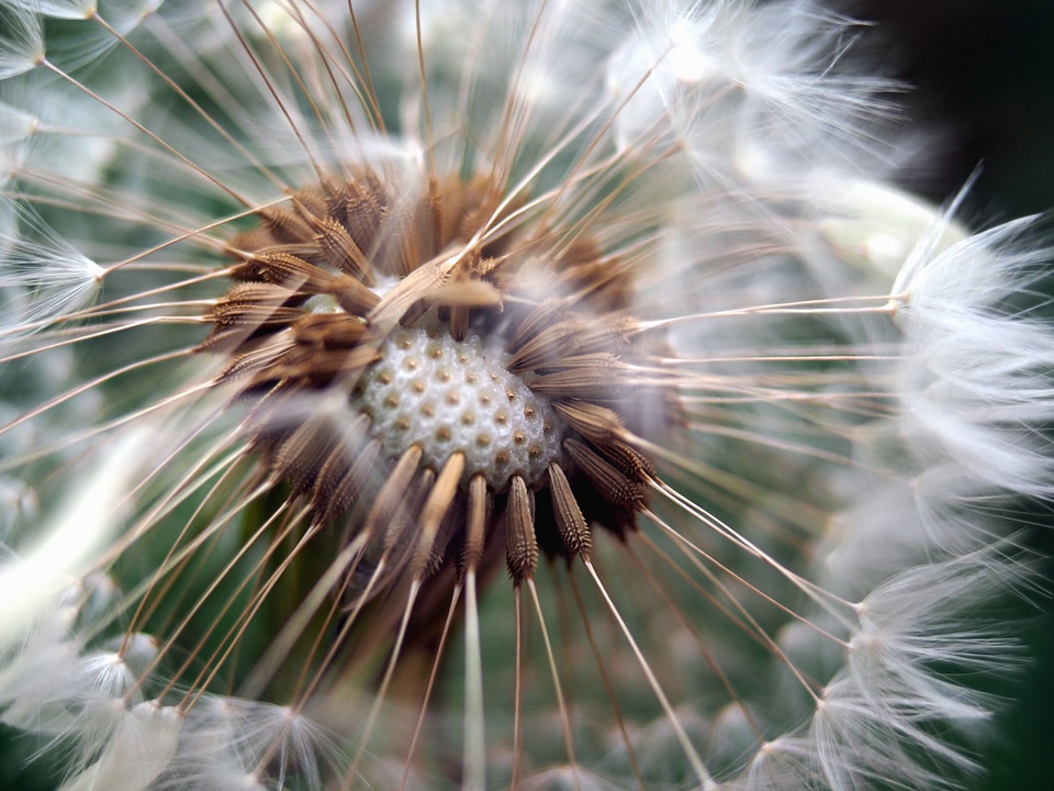 Beautiful Photo dandelion macro