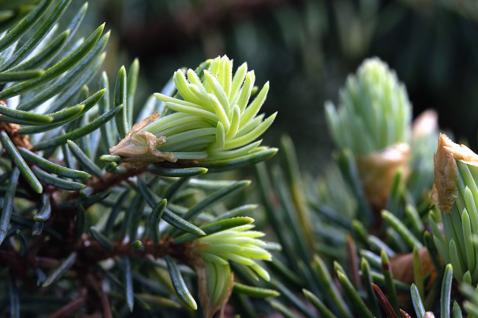 Beautiful Photo bouquet conifer