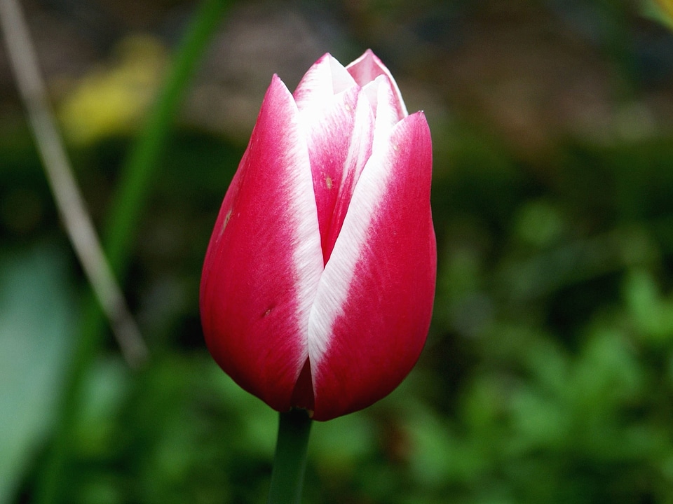 Beautiful Photo bud flower