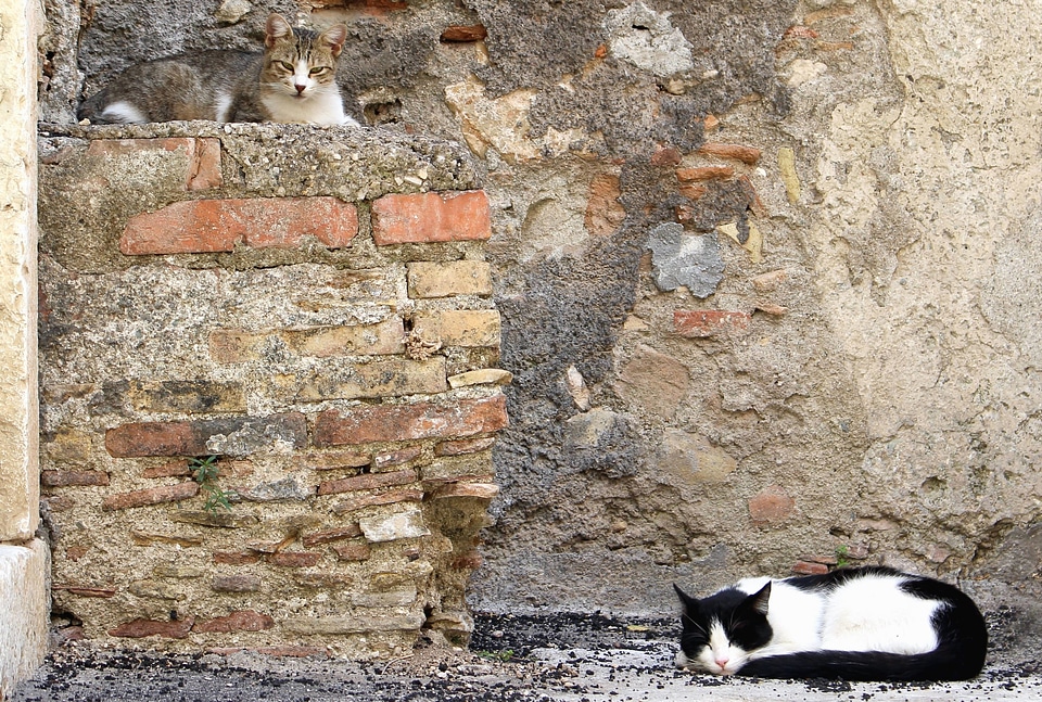 Animal cat domestic cat