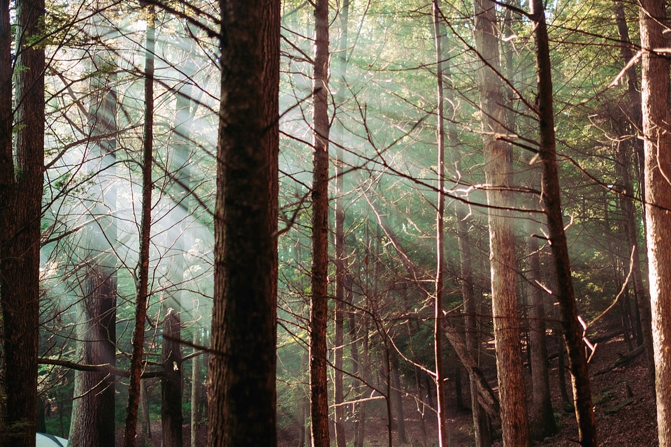 Conifer forest trees