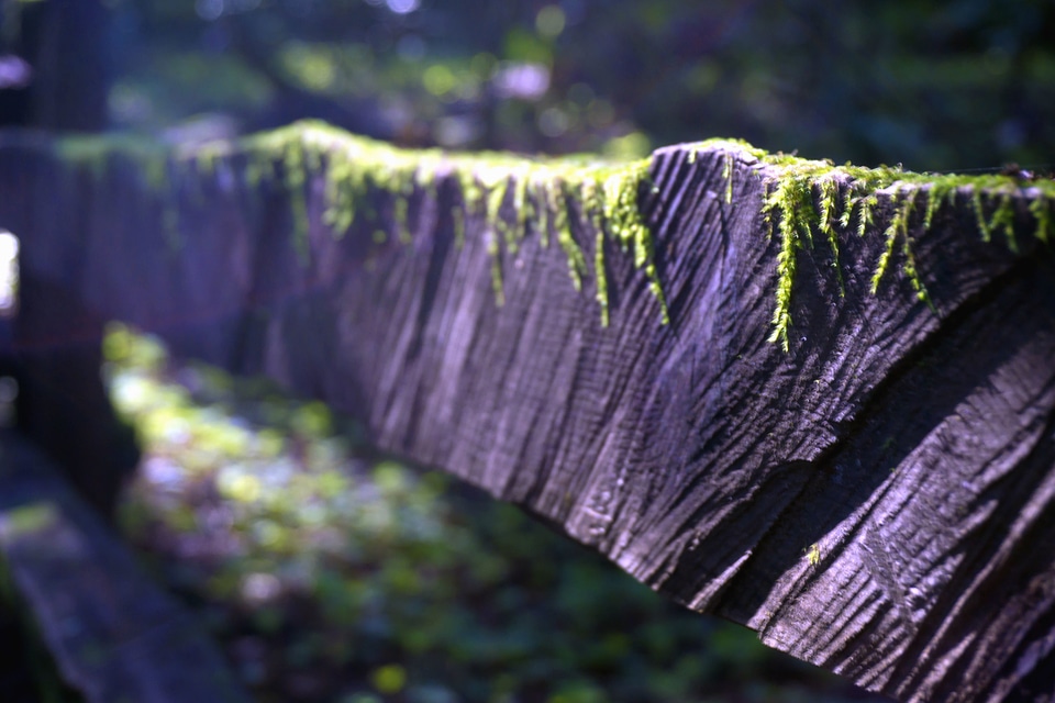Fence ferns forest