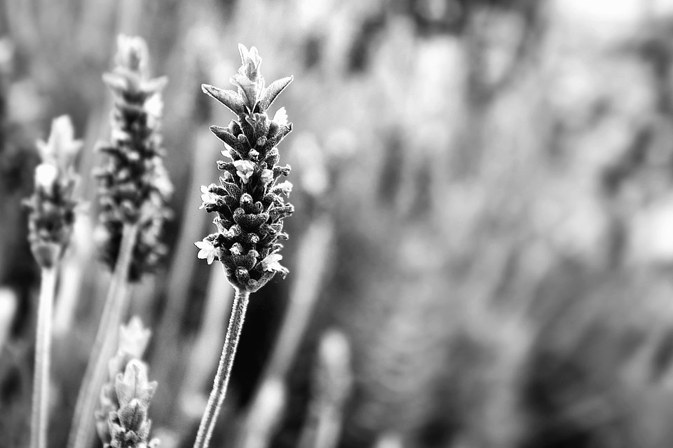 Black And White bloom blooming
