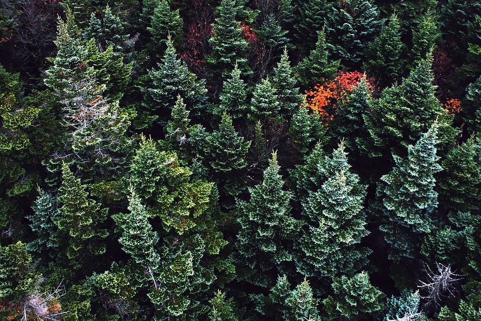 Colorful conifer environment