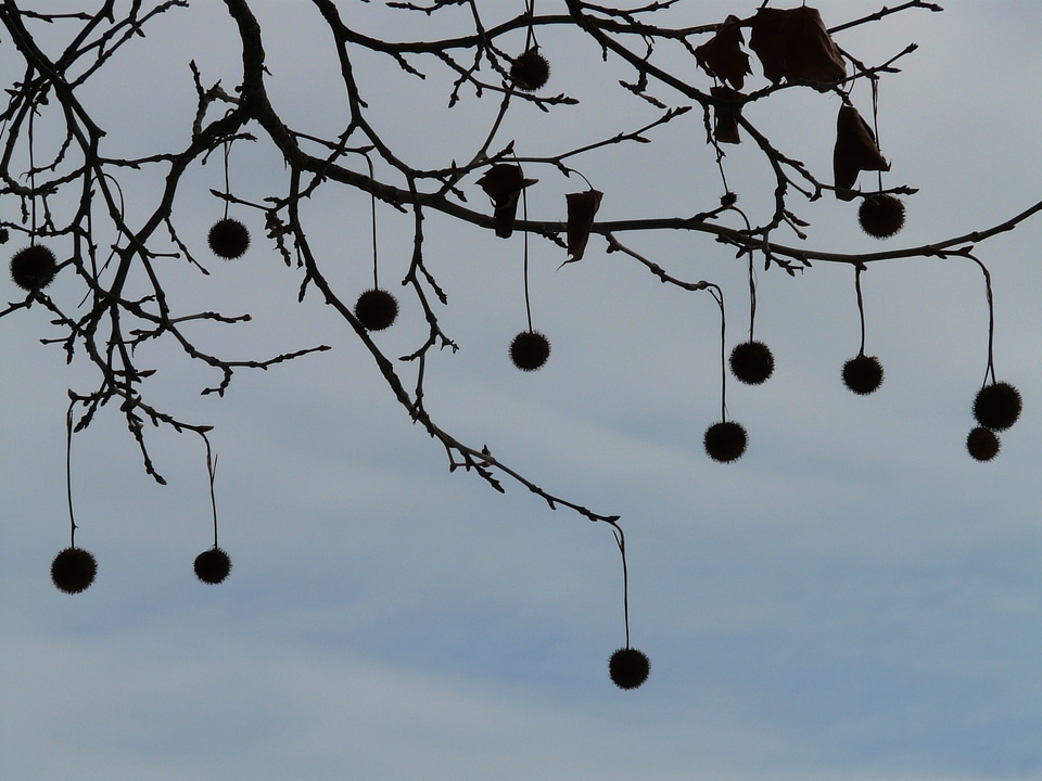 Fruits branch branches