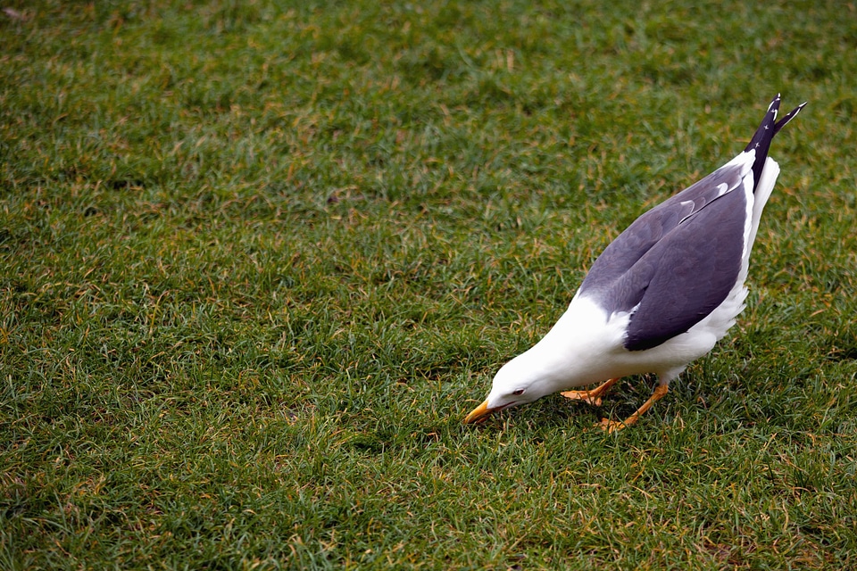 Bird grass plants lawn