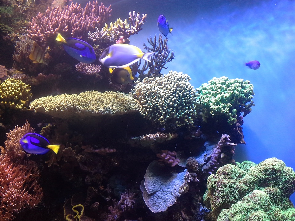 Monterey bay aquarium fish sea