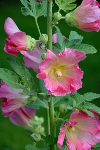 Flower garden pink photo