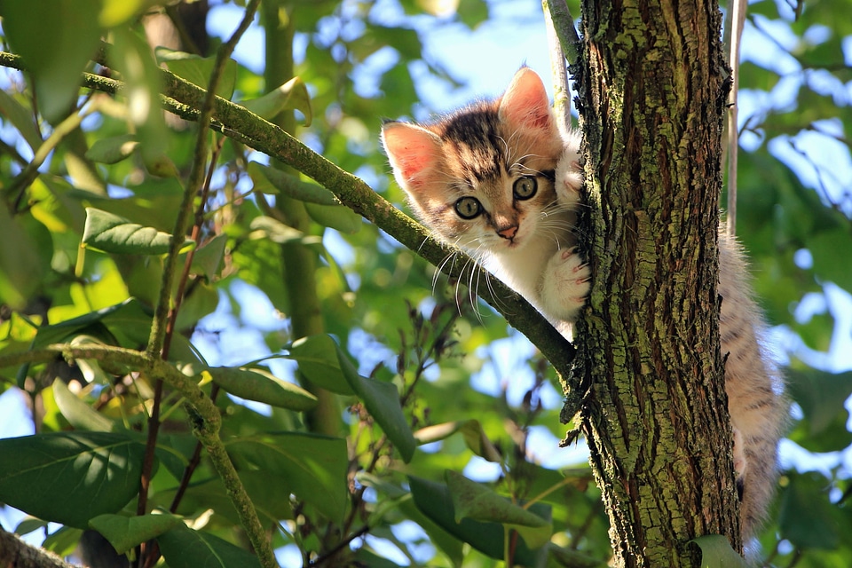 Cat cute domestic cat