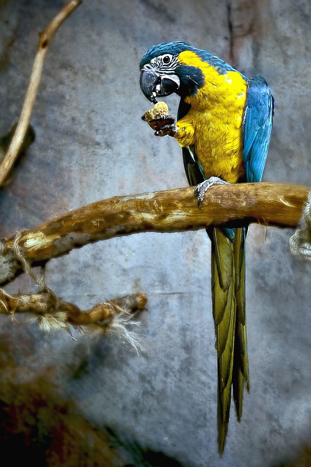Animal bird bouquet