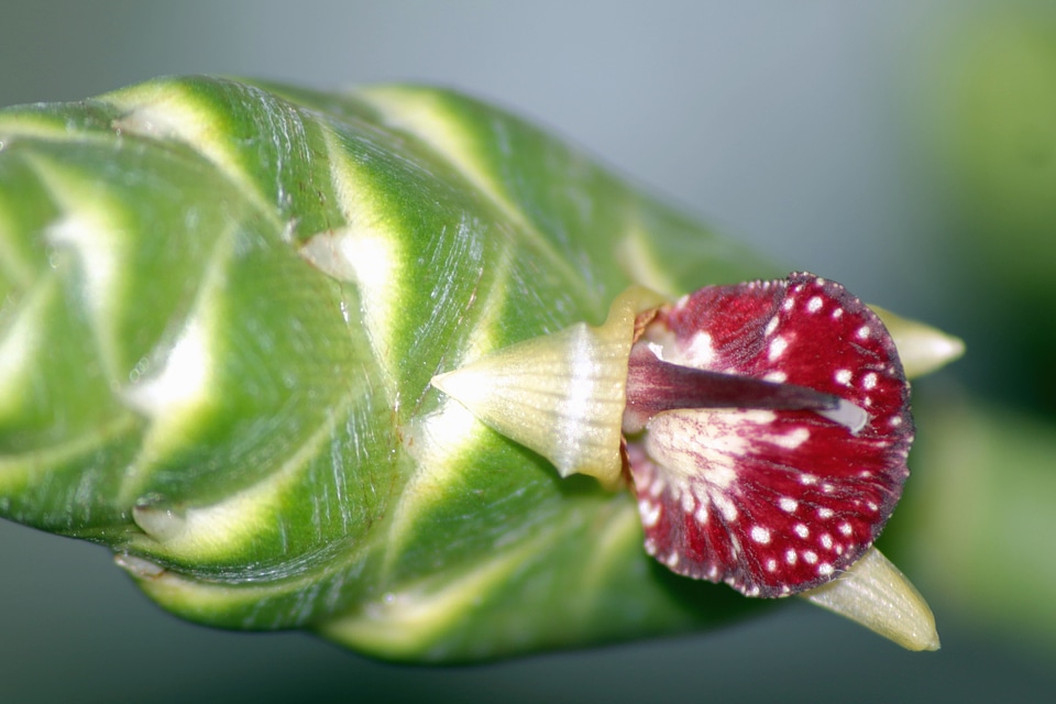 Bud flower nature