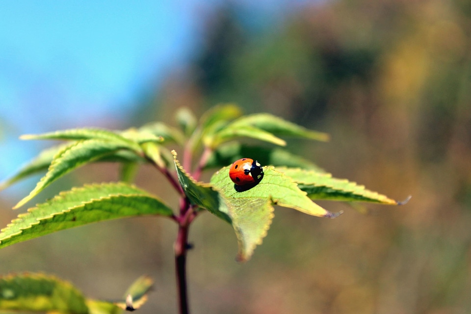Flora green leaves insect