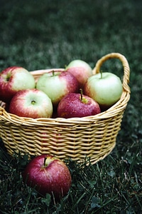 Apple basket fruit photo
