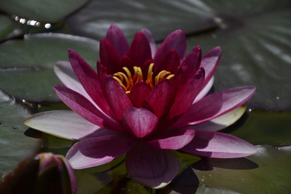 Summer pink blossom