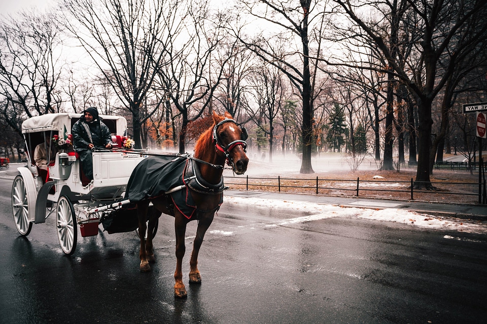 Carriage city cold