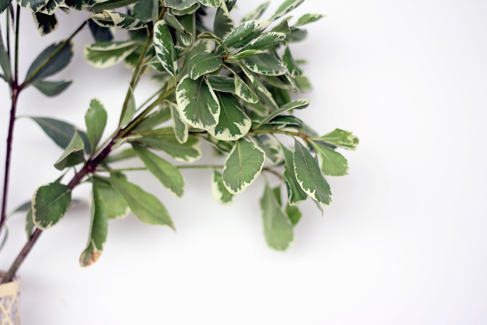 Branches leaves plant