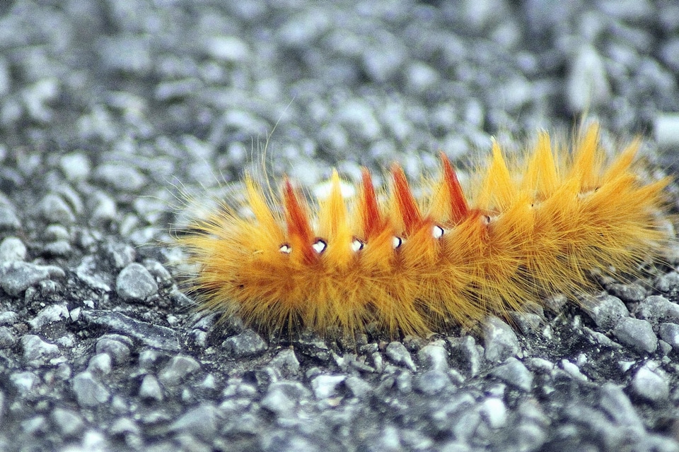 Hairy insect larva