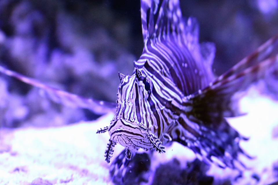 Animal fish ocean