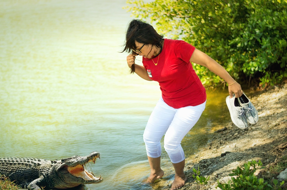 Alligator danger water