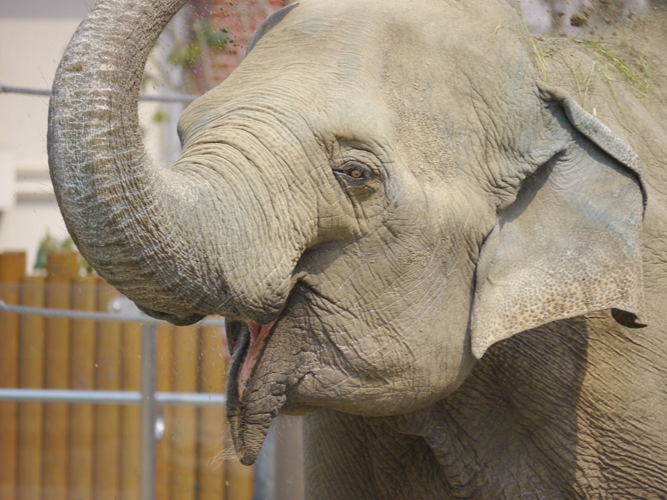 Elephant animal joy