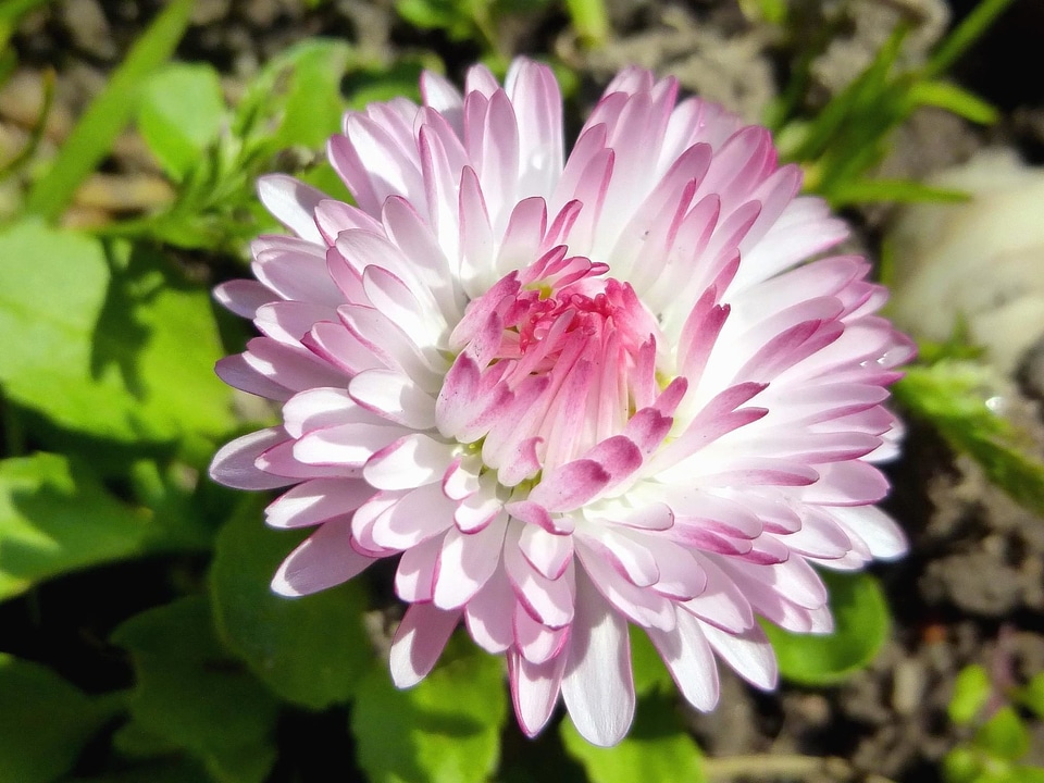 Beautiful Flowers beautiful image beautiful photo