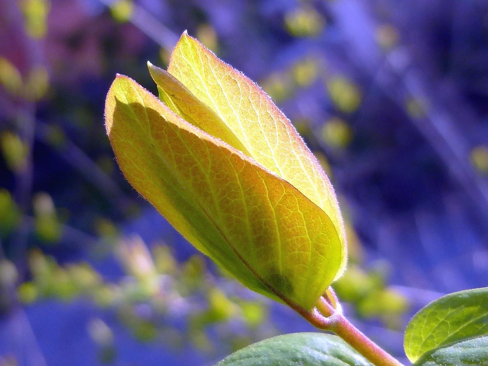 Branch feather leaf
