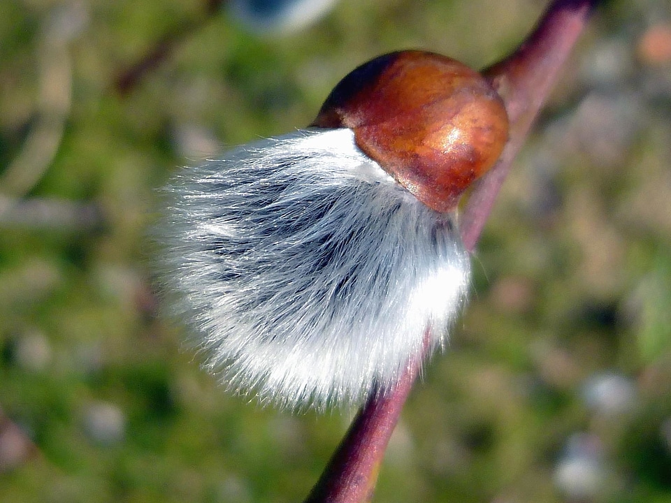 Branch flower nature