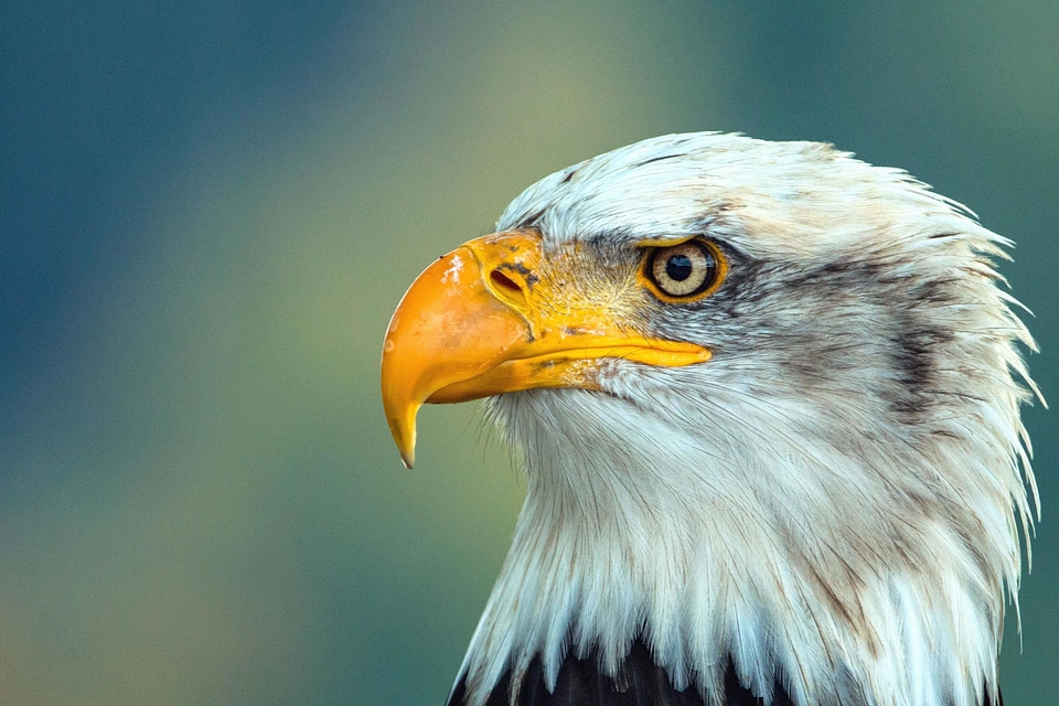 Animal avian beautiful photo