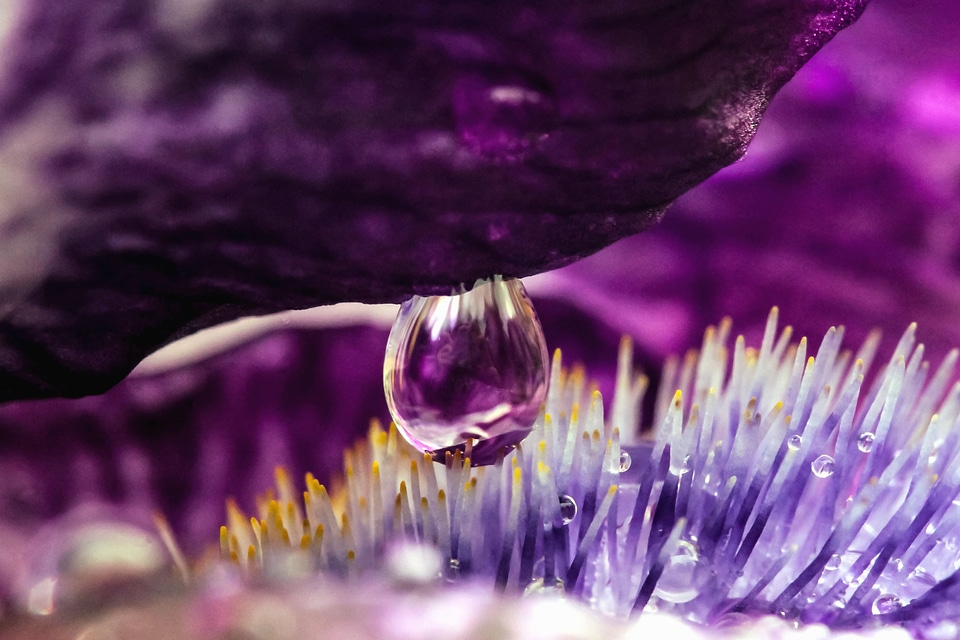 Beautiful beautiful photo dew
