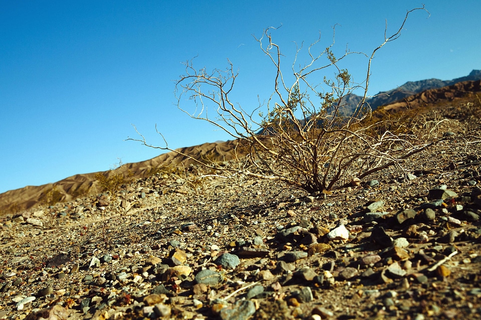 Barren bush desert