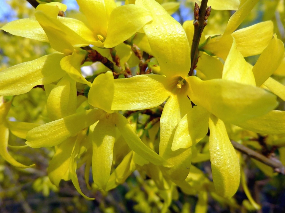 Branches bush flower