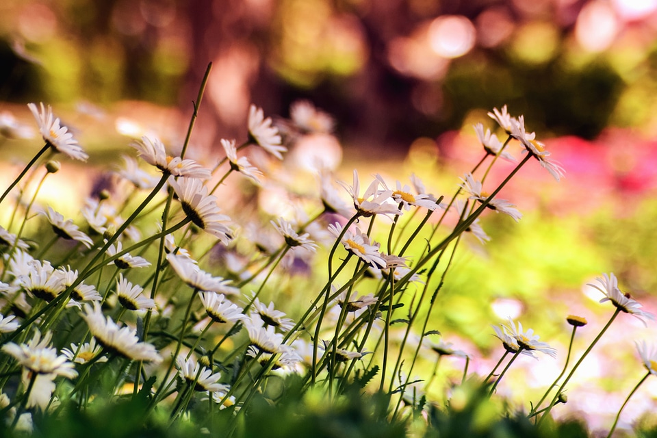 Beautiful beautiful photo bloom