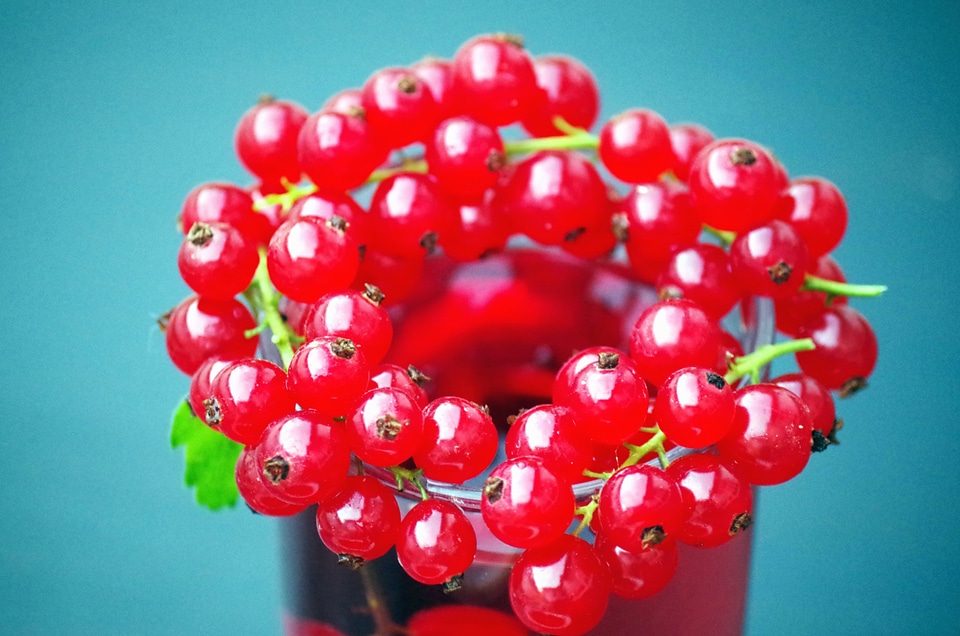 Beautiful Photo berries berry