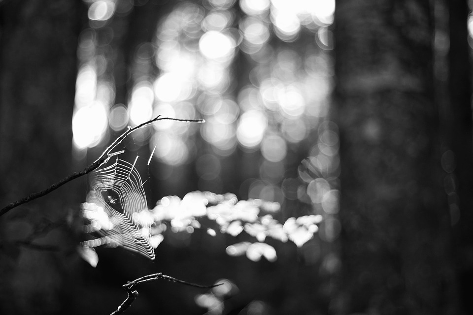 Black And White bouquet forest