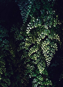 Dark dark green green