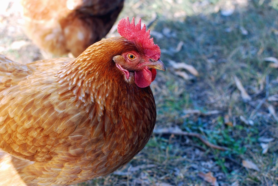 Agriculture animal avian