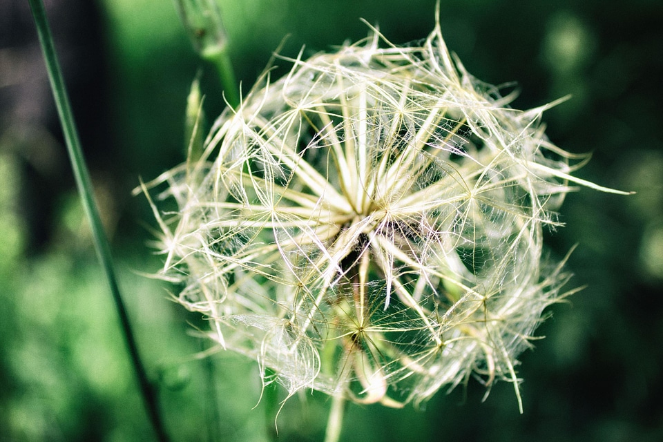 Beautiful Photo dandelion flora