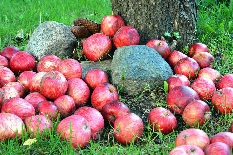 Agriculture apples fruit