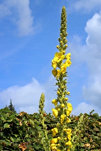 Plant braunwurzgewaechs pointed flower