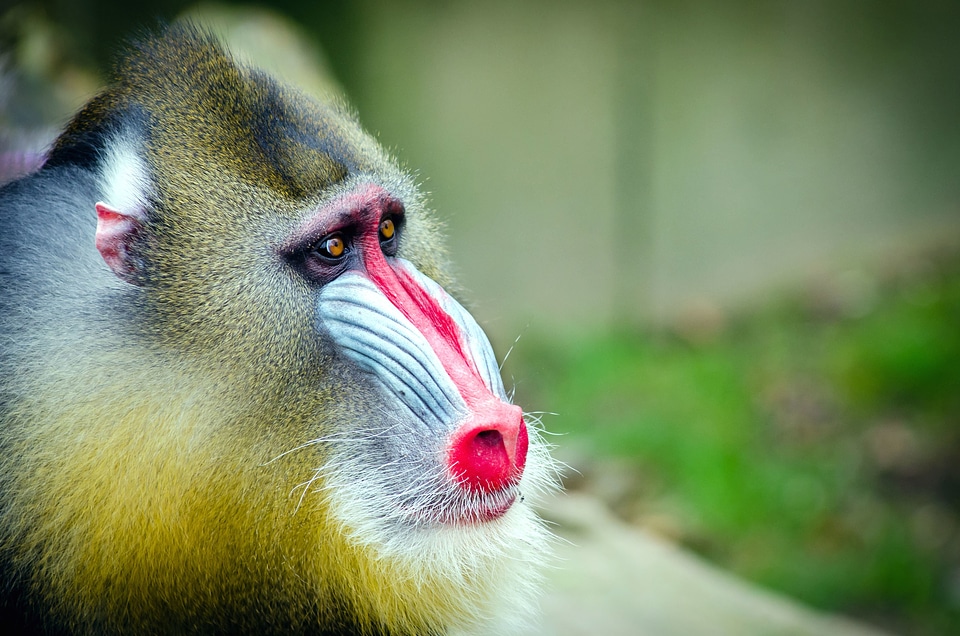Animal beautiful photo cute