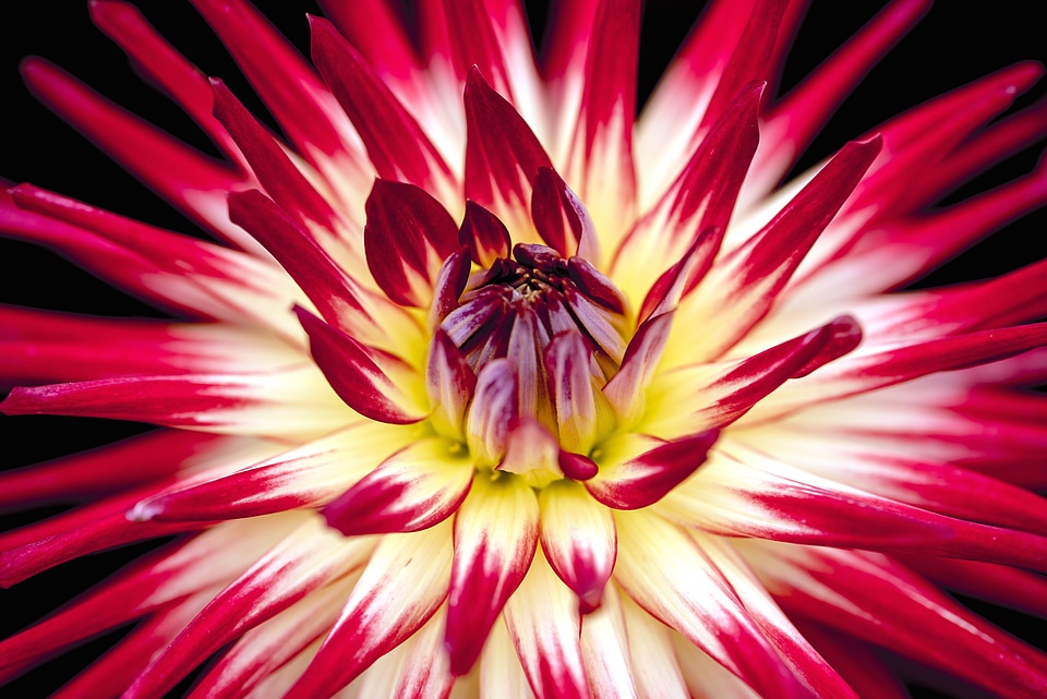 Beautiful Photo bloom blossom