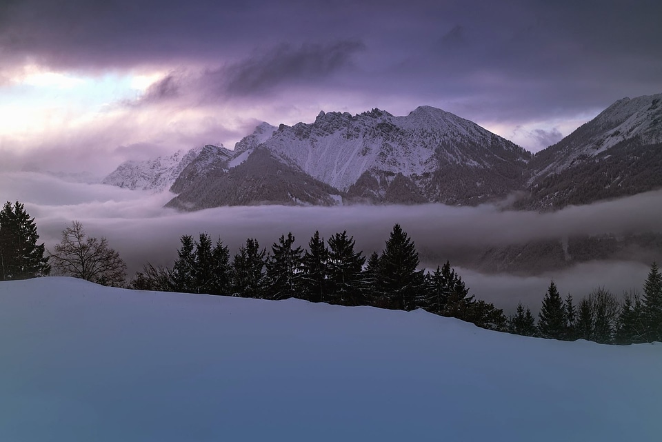 Beautiful Photo conifers freeze
