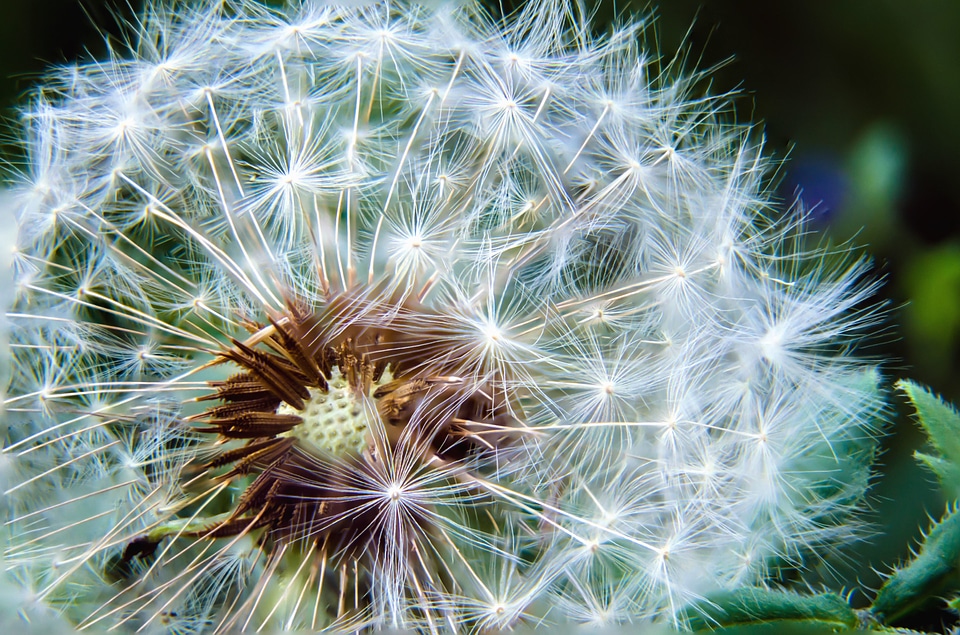 Beautiful beautiful photo bloom