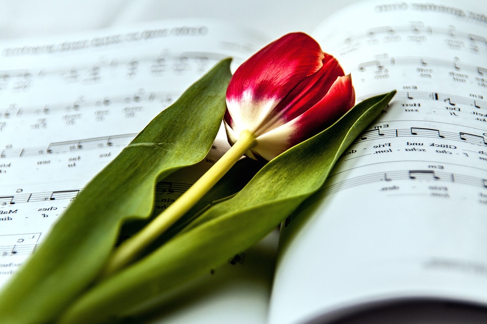 Beautiful Photo bloom blossom