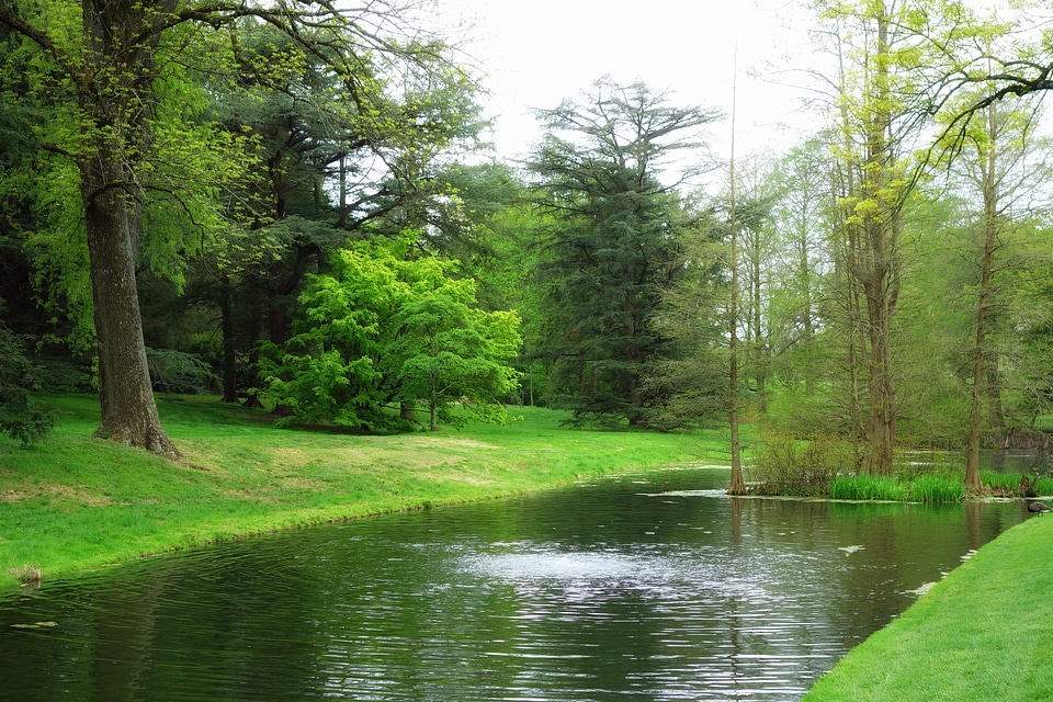 Trees summer spring