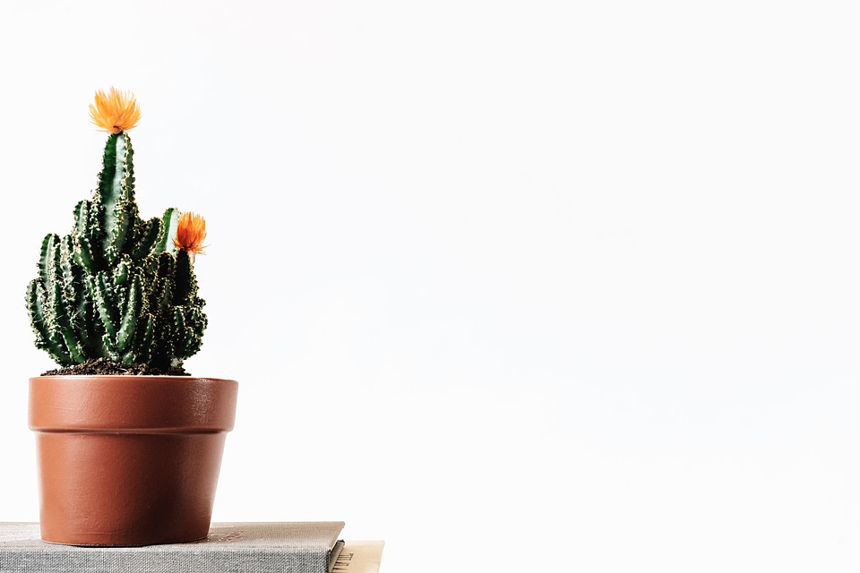 Book cactus desktop