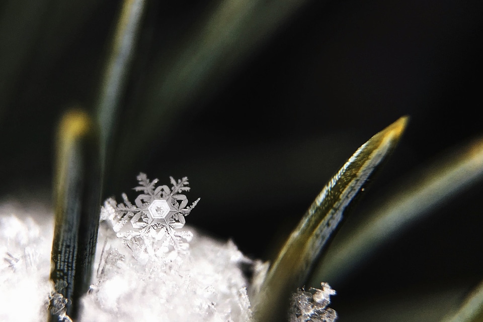 Frost plant snowflake