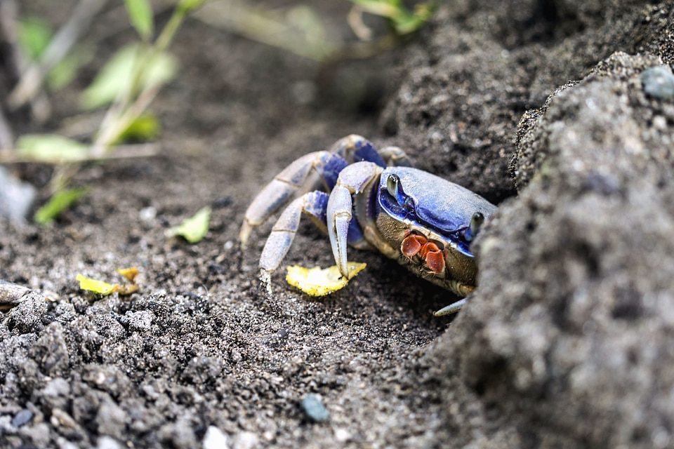 Animals crab invertebrate