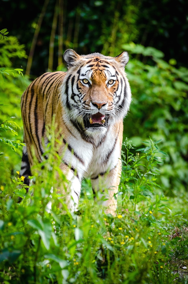 Animal carnivore cat
